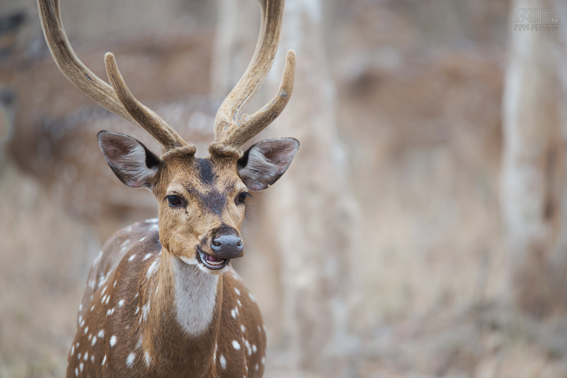 Kabini - Spotted deer Kabini is the home of many herds of spotted deers (Axis deer, Chital, Axis axis). They are grazers and mainly feed on grasses throughout the year.  Stefan Cruysberghs